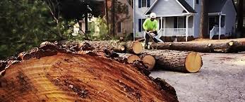 Newport, OR Tree Care Company